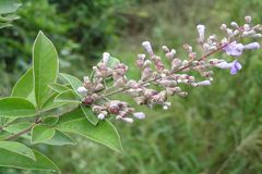 Vitex trifolia